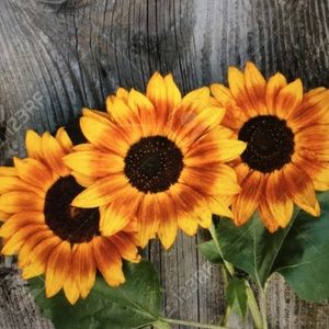 Meet your Posher, Kristy